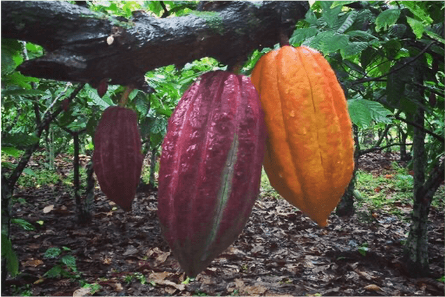 Everything You Always Wanted to Know about Cacao Butter - Silva