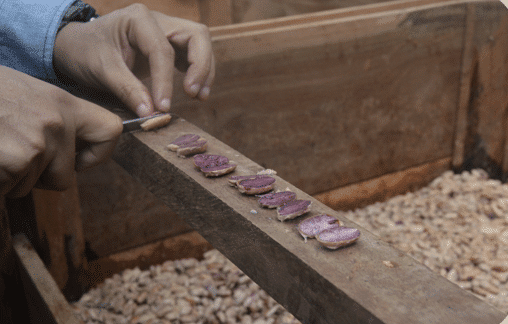 SILVA – The Art of Cacao Sourcing SILVA - The Art of Cacao Sourcing