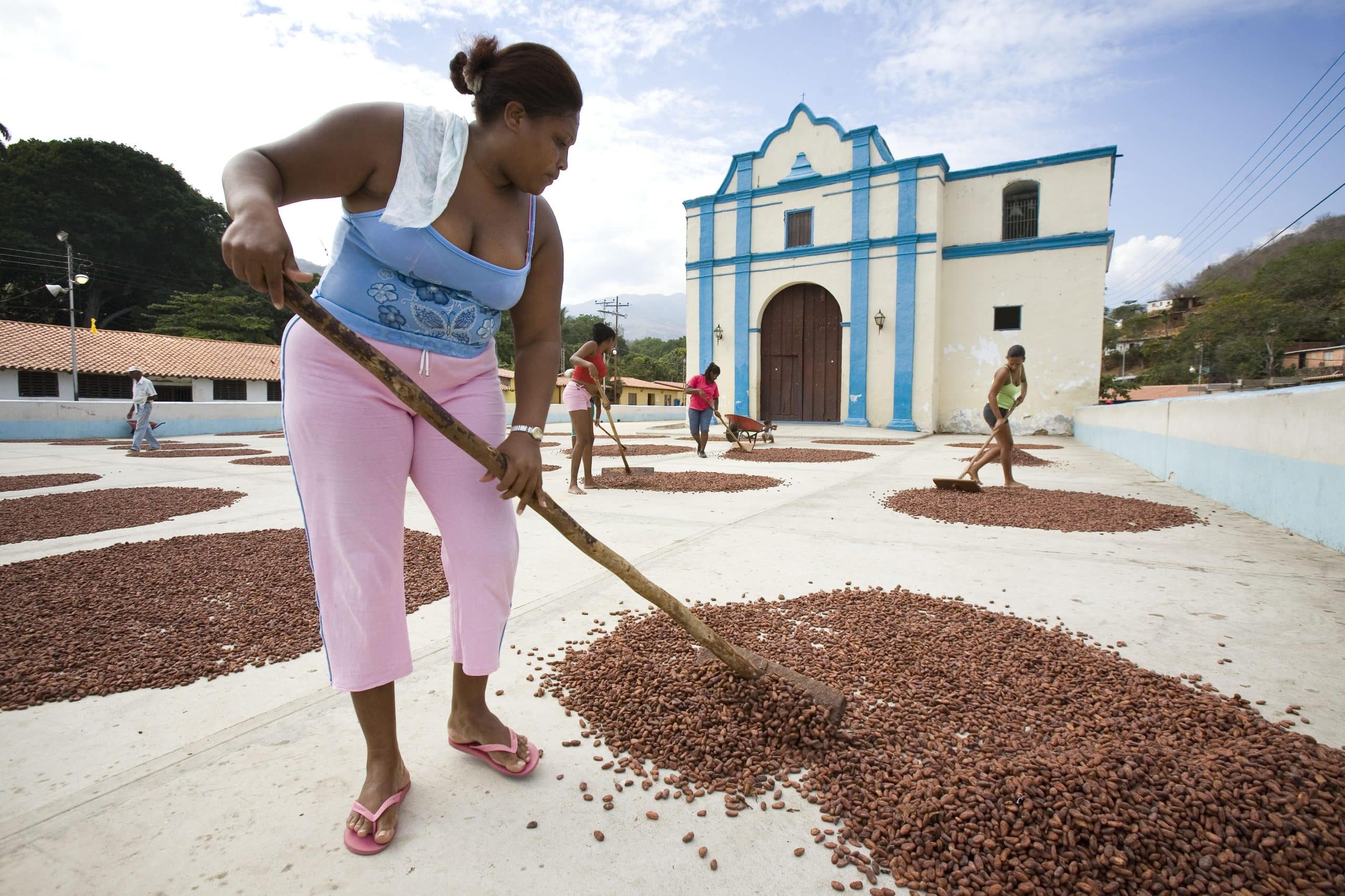 SILVA – The Art of Cacao Sourcing SILVA - The Art of Cacao Sourcing