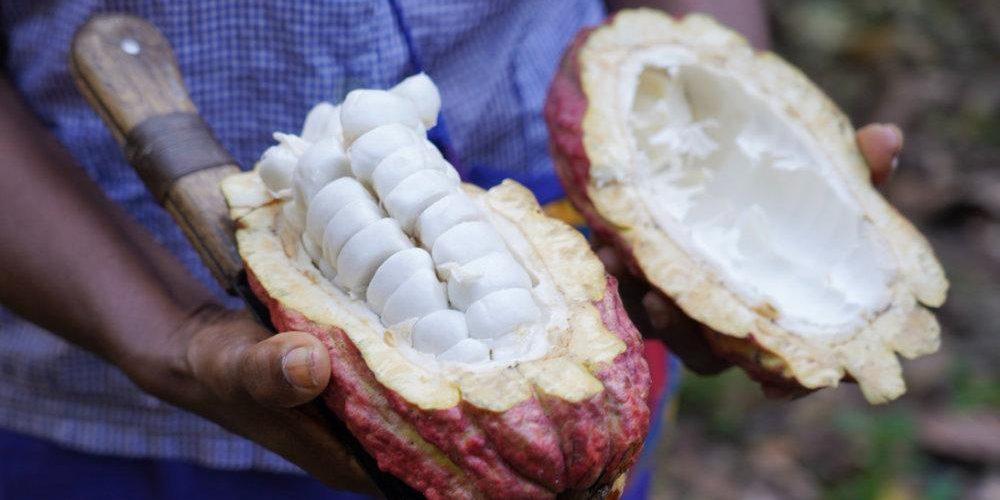 Everything You Always Wanted to Know about Cacao Butter - Silva