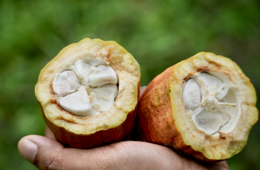 SILVA CACAO - Raising the Bar with Single Variety Cacao