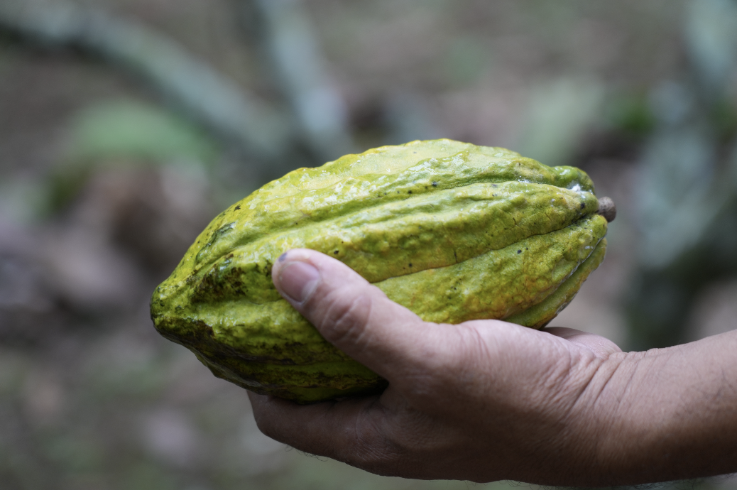 SILVA CACAO - Raising the Bar with Single Variety Cacao