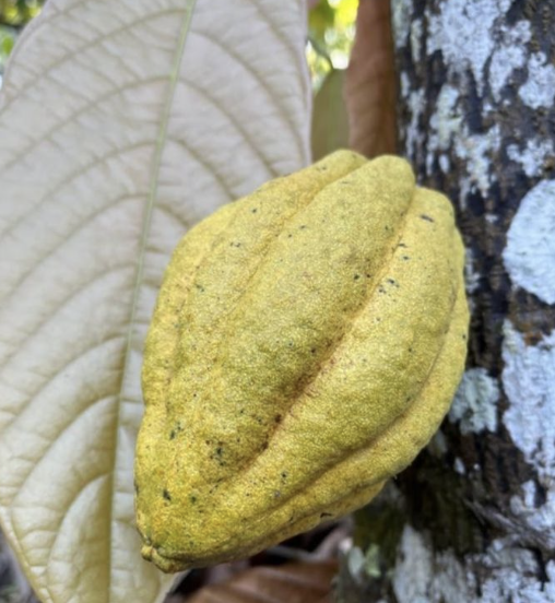 An Exciting New Twist on Dominican Cacao