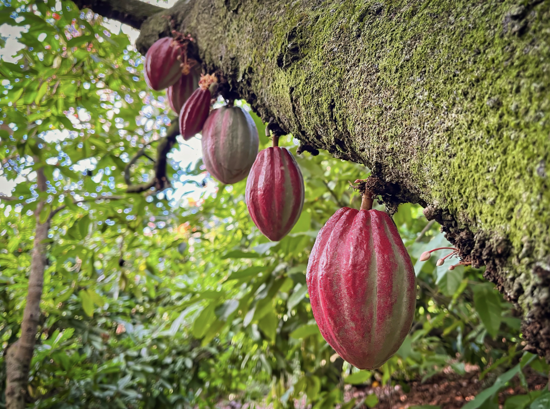 Silva Cacao - Dominican Republic