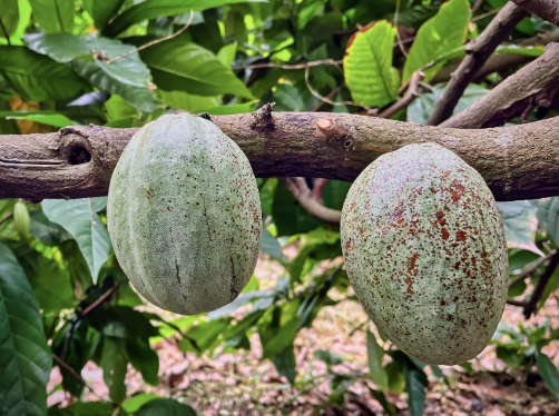 Silva Cacao - Dominican Republic - Taíno 'Solimon'